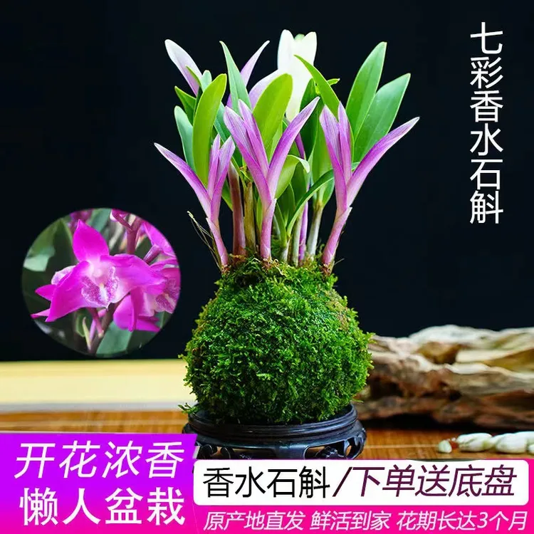 新品室内香水石斛兰冬带花苞水培开花浓香室内桌面绿植盆栽花卉