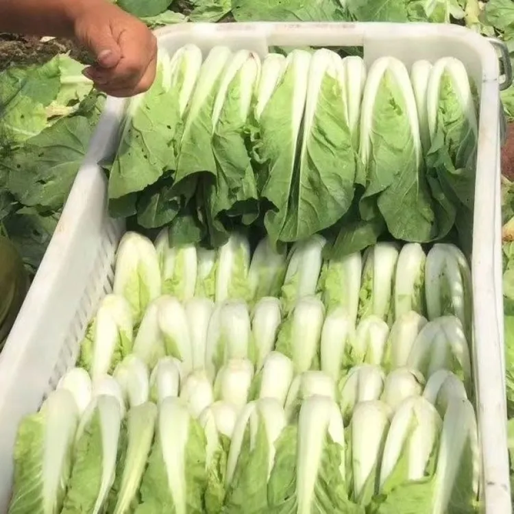 云南高山小白菜新鲜黄白嫩白绿叶菜小白菜青菜奶油小青菜新鲜蔬菜