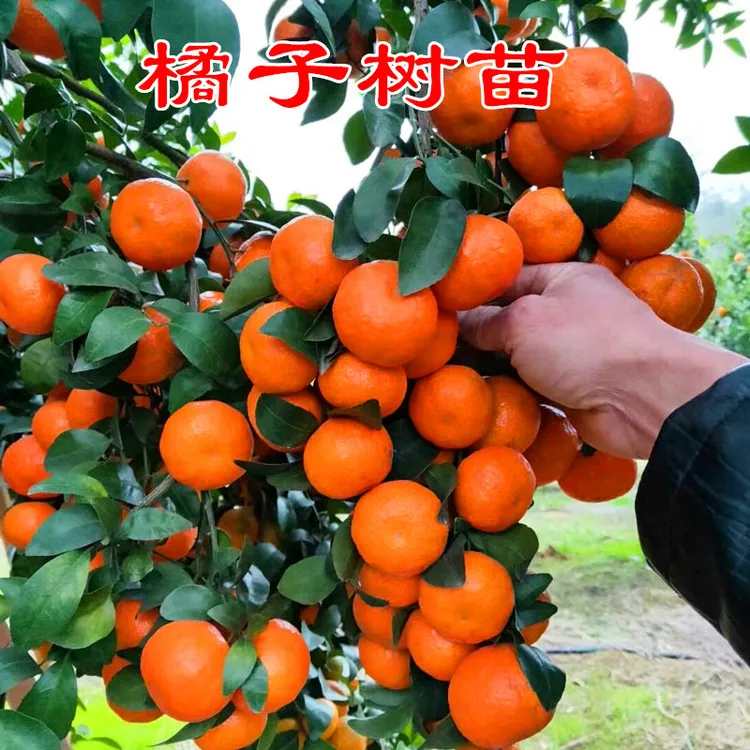  沙糖桔树苗地栽盆栽南方北方种植橘子树苗柑桔砂糖橘嫁接果树苗
