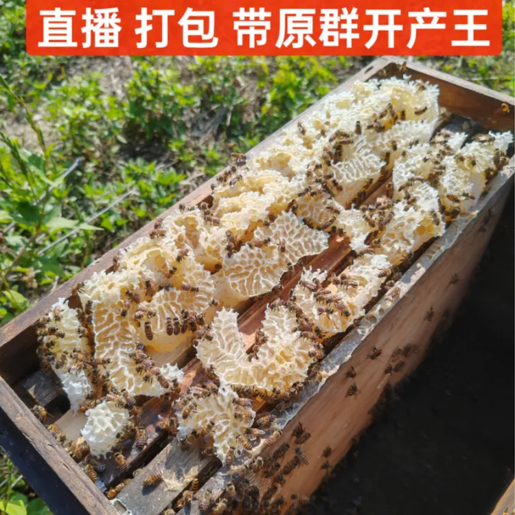 蜜蜂活群出售土蜂中蜂带原群开产王中蜂蜂群笼蜂称重发货蜜蜂养殖