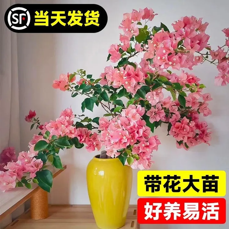 不甜西瓜三角梅盆栽带花大苗爬藤花卉植物阳台四季开花重瓣树苗