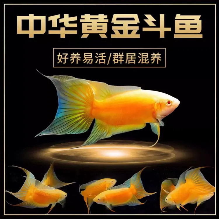 中国斗鱼招财黄金斗鱼玄黄斗鱼冷水淡水观赏鱼好养耐活活免打氧