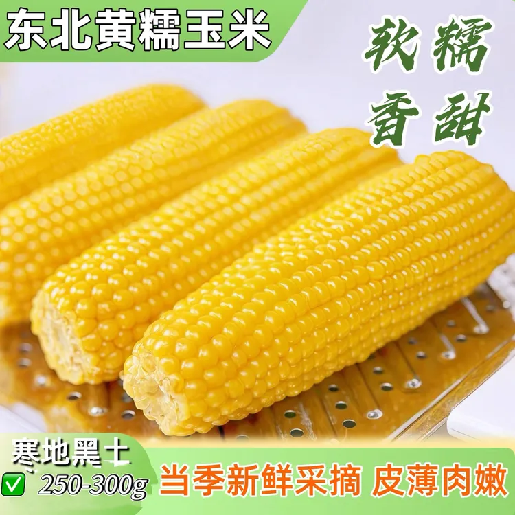 东北霜打新黄糯玉米 微甜软糯香粘 真空锁鲜均重250-300g称重发货