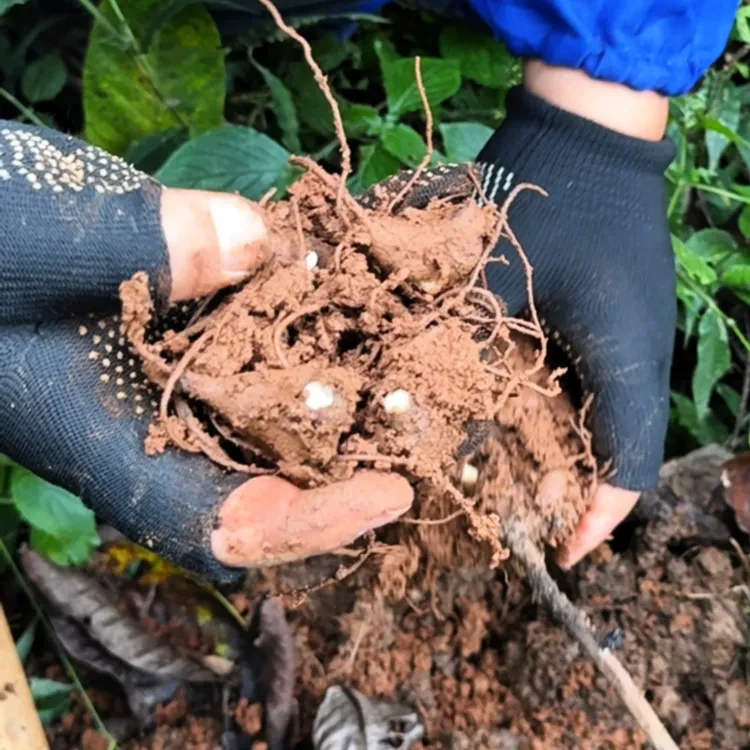 山货【通用付款】新鲜野生土豆