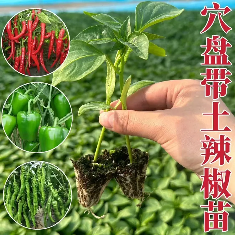 辣椒苗高产蔬菜苗薄皮椒长线椒苗螺丝椒苗朝天椒苗牛角苗盆栽四季
