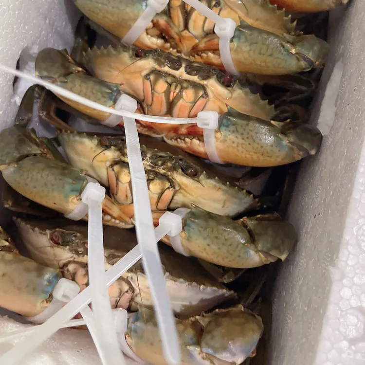 东山岛螃蟹 青蟹 母蟹 红膏蟹4-5两（勿放冰箱） 