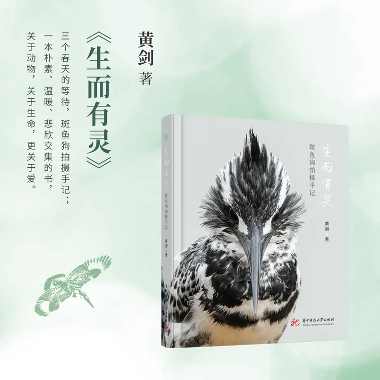 《生而有灵》 斑鱼狗拍摄手记 油麻菜