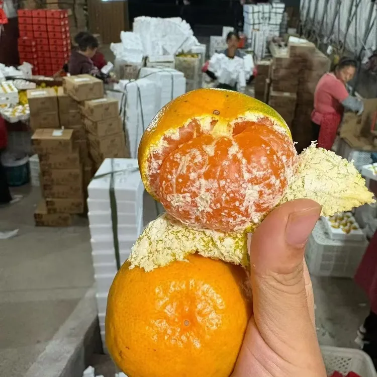 【精品】台州临海高山无籽蜜橘当季新鲜水果 现摘现发 顺丰快递