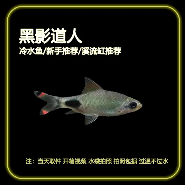 【黑影道人】冷水鱼观赏鱼群游易养适合原生缸广温淡水鱼溪流缸