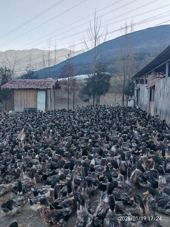 海拔2500米的大凉山生态放养绿头鸭