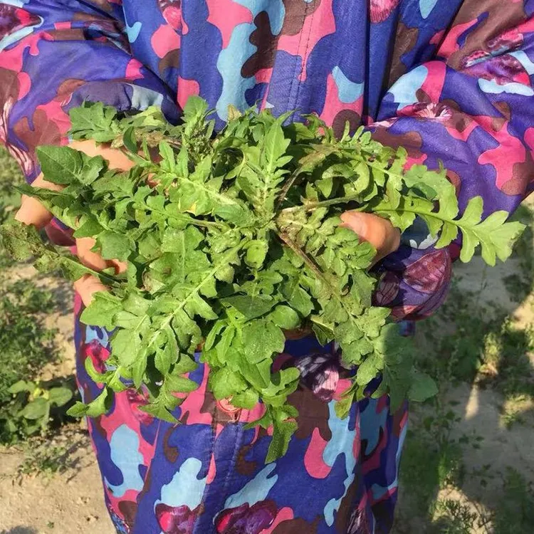 新鲜现挖纯野生自然生长荠菜地米菜护生草菱角菜枕头草带根发货