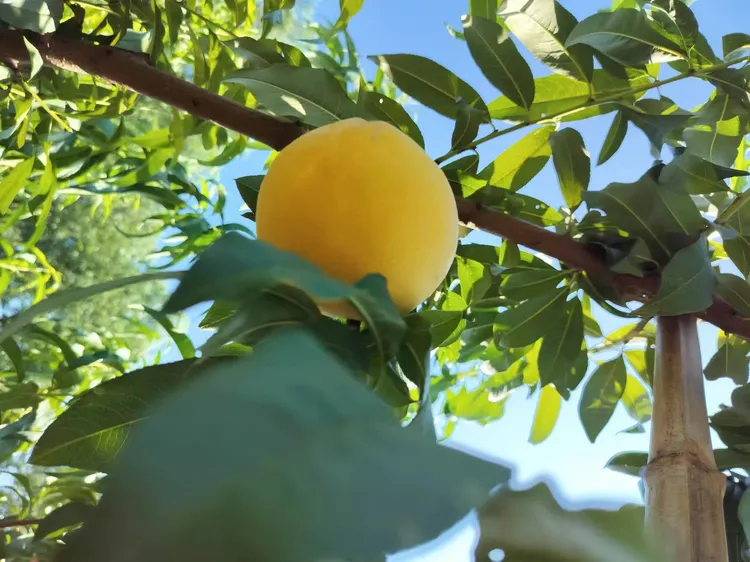 祖姚本地正宗锦绣黄桃