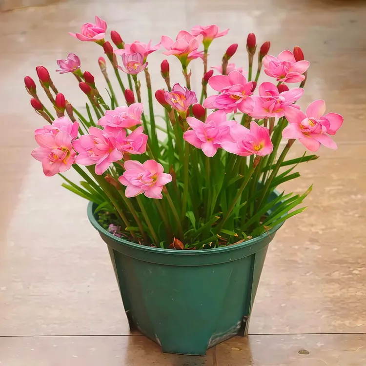 风雨兰【蝴蝶夫人】种球阳台盆栽韭莲花苗韭菜风雨兰花卉大全四季开