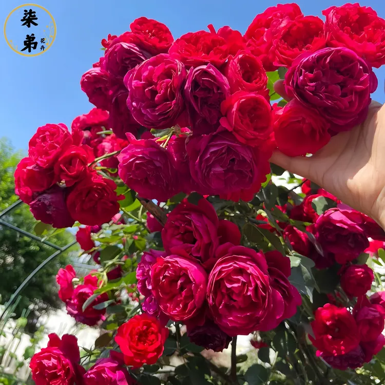 佛洛伦蒂娜爬藤大苗1.5-1.6米高3叉以上土球发货庭院藤本红