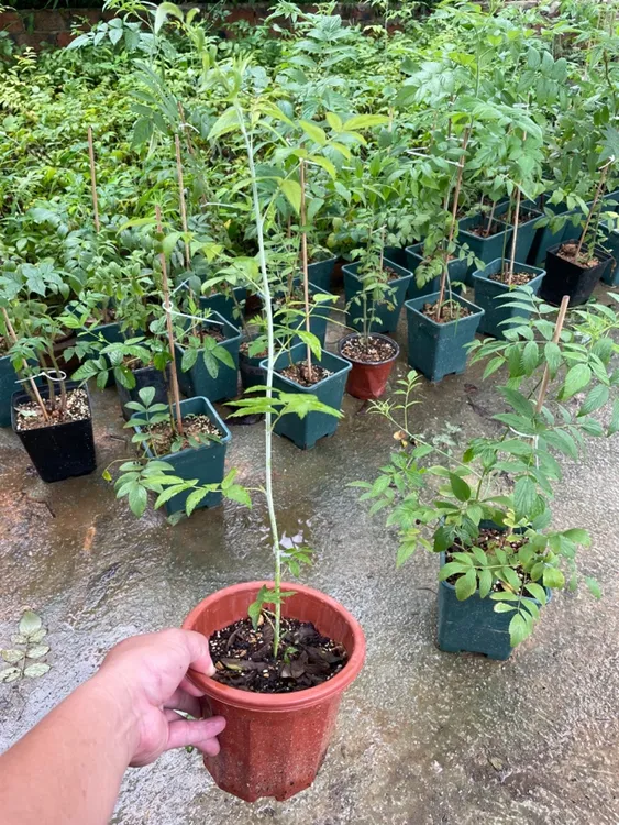 四季黑泡一加仑盆景可用于室内装饰的特色植物