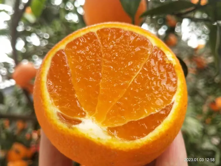 正宗【红美人】自家果园现摘现发，细嫩化渣中通包邮到家