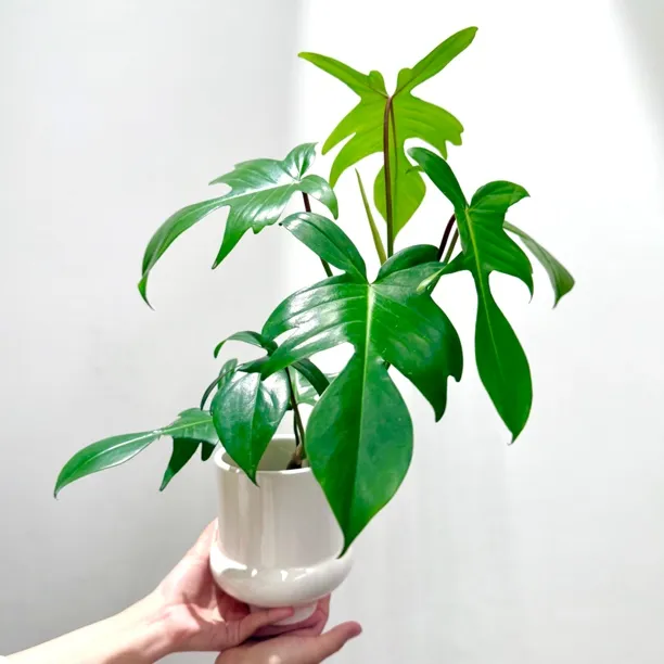 飞机蔓绿绒竹芋海芋绿萝盆栽盆景室内客厅办公室桌面观叶花卉绿植