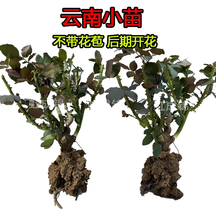玫瑰鲜切大苗可盆栽地栽 室内室外种植单色随机花色小白可种商品图