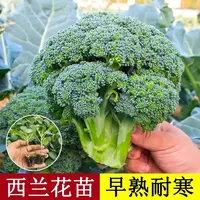 西兰花苗秧苗早熟青花菜苗西蓝花种子籽秋冬季阳台庭院农家蔬菜苗