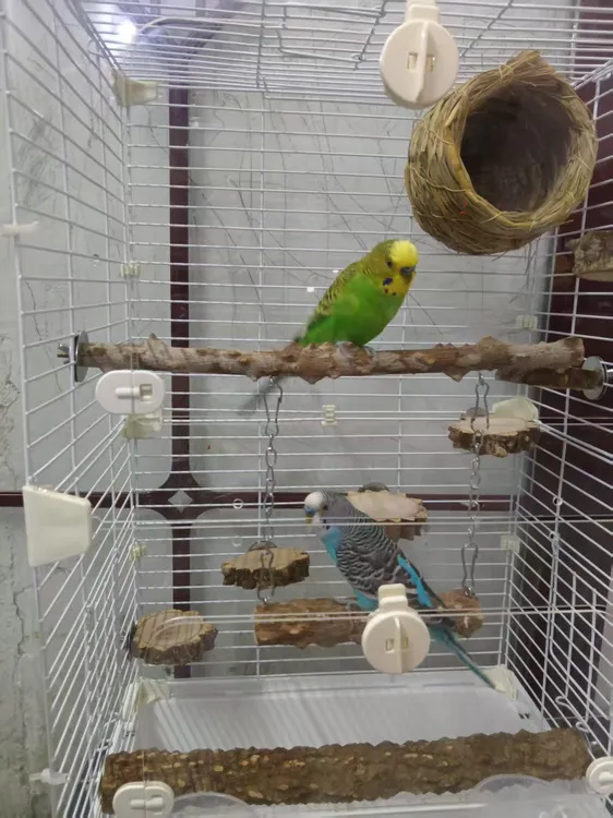 鹦鹉秋千鸟笼花椒木磨爪啃咬秋千