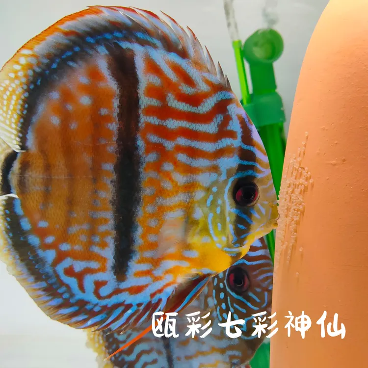 热带观赏鱼七彩神仙马来一栋精品高端活体幼鱼包损