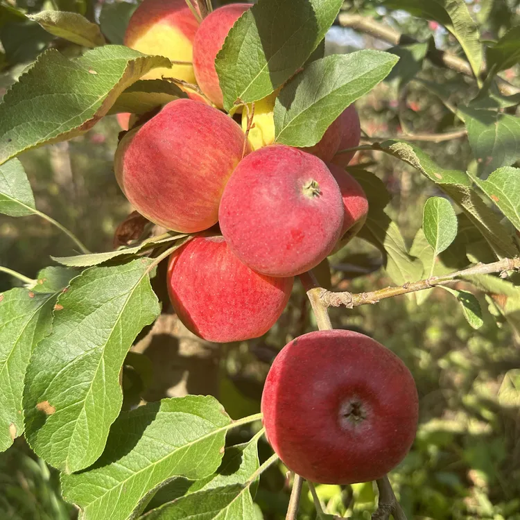 正宗云南高原红露樱桃小苹果甜脆爽口现摘现发