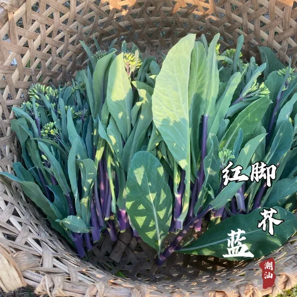 正宗棉湖红脚芥蓝花当季时蔬潮汕本地农家菜现摘发顺丰一早到家