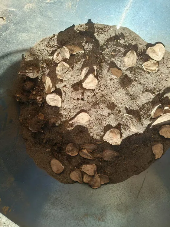 江油道地人工沙炒干片
