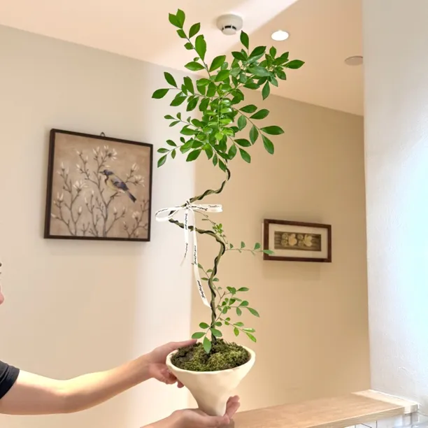 高杆造型九里香七里香盆栽盆景室内客厅办公室桌面观叶趣味绿植