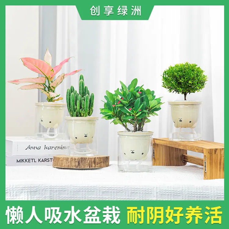 【小熊四件套】懒人吸水盆赤楠万重山虎刺梅吉利红盆栽种好发货绿植