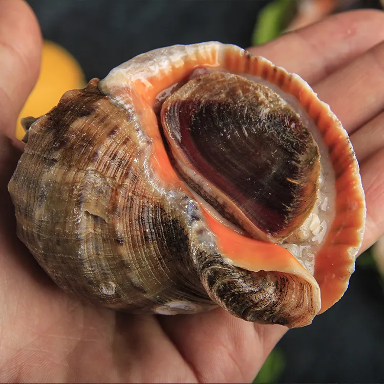 新鲜海捕黄海海捕地笼海螺3斤