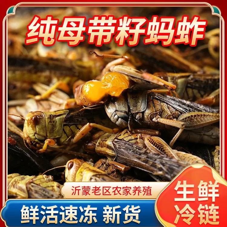 山东新鲜蚂蚱 蚱蜢 蝗虫东亚飞蝗 纯母带籽去翅 冷冻发货烧烤食材