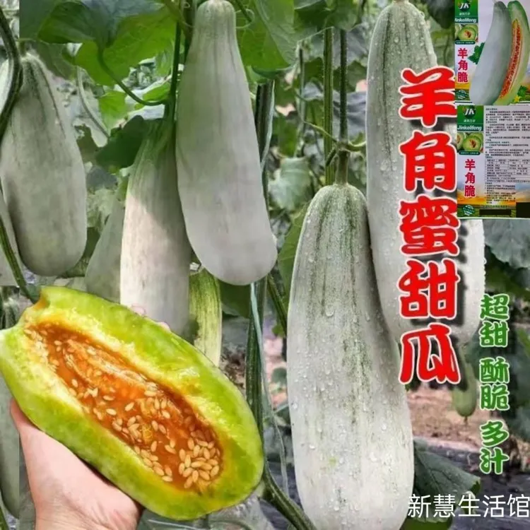 春播】羊角脆甜瓜种子早熟羊角蜜羊角酥香瓜种子四季播庭院盆栽水