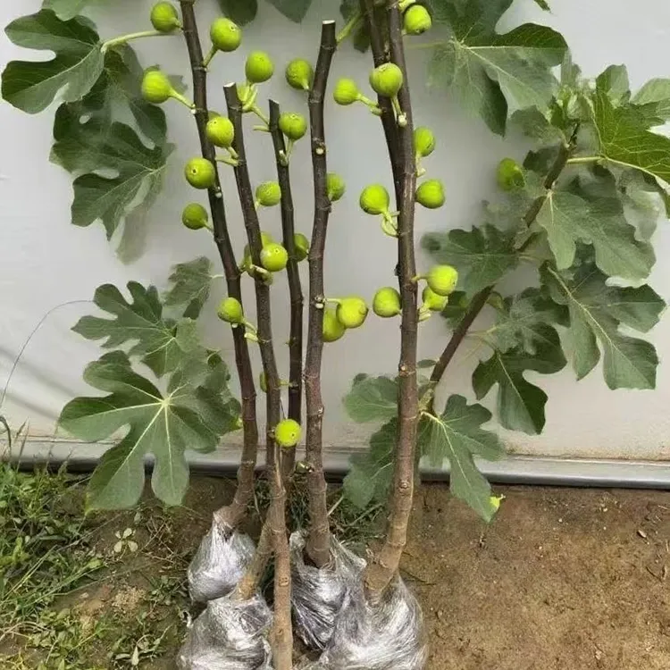 波姬红无花果树果苗当年结果矮化老桩适合南北方庭院种植