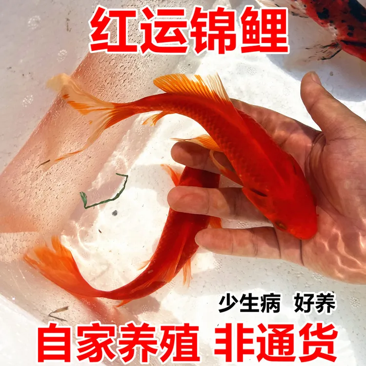 红运锦鲤精品鸿运草金（龙凤）观赏鱼淡水好养耐活 活体保活到家