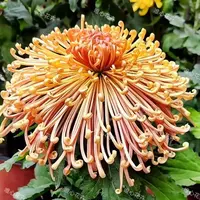 【花苞发货】[洛浦抚琴]九月菊花苗大型花好养护简单耐寒耐旱