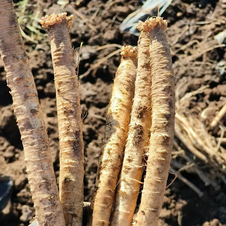 甘肃农产品 新鲜党参带土发货 