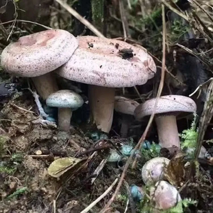 野生乌纵菌黄枞菌菌种包批发菌黄碟菌松纵菌松菇人工种植菌包