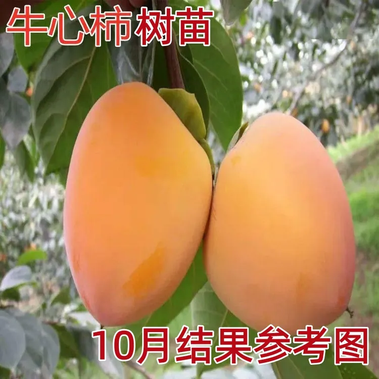 牛心柿子树苗富平尖柿子苗嫁接柿苗地栽苗南北方种植当年结果