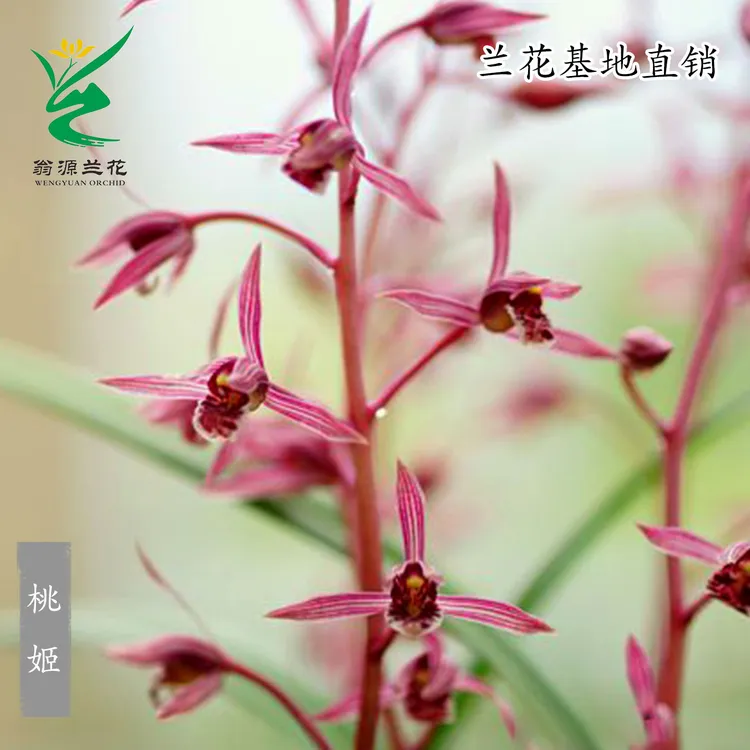 高端兰花墨兰老种色花桃姬粉红花带花浓香型好养室内绿植桌面盆栽