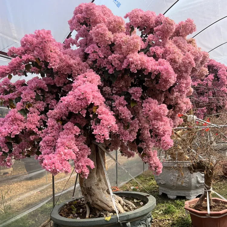 【晴晴推荐】庭院阳台露台四季勤花好养三角梅红黄粉紫白