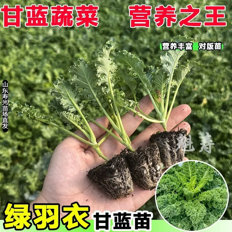 摘不败羽衣甘蓝苗秧四季盆栽绿紫粉羽衣甘蓝观赏食用蔬菜种子阳台