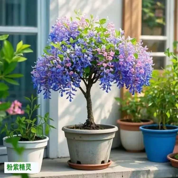 紫藤树苗阳台盆栽紫藤花苗庭院地栽藤本紫藤苗耐寒耐旱绿化苗木