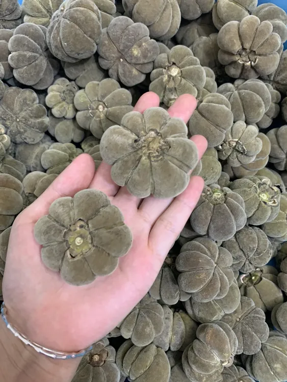 化橘红普洱橘红茶南瓜型【大岭村直发】