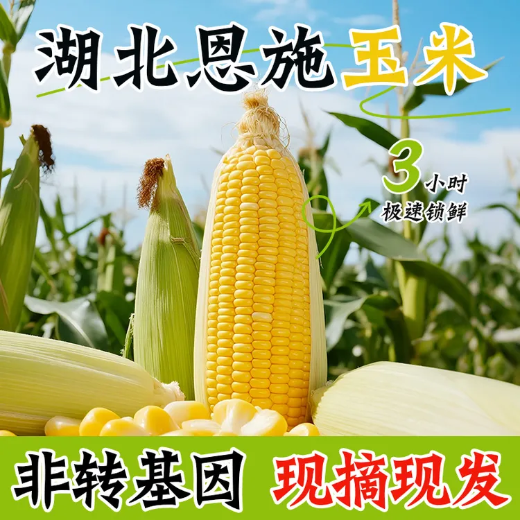 恩施现摘水果玉米 新鲜甜糯 口感香甜 颗粒饱满