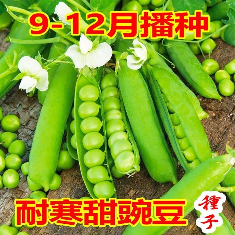 豌豆种籽甜豌豆种子四季菜豌豆种子荷兰豆豌豆苗种籽盆栽蔬菜种子