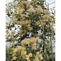 【黄马花叶三色马斯】三角梅好养阳台勤花可爬藤可垂丝勤花不带花
