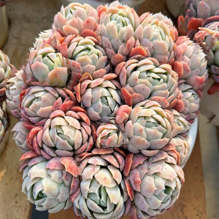 奶油贝瑞包子状态群生露养多肉植物大株好养懒人盆栽书房阳台