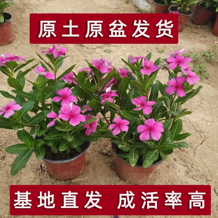 长春花盆栽四季开花带花苞耐热耐晒适合阳台庭院观赏