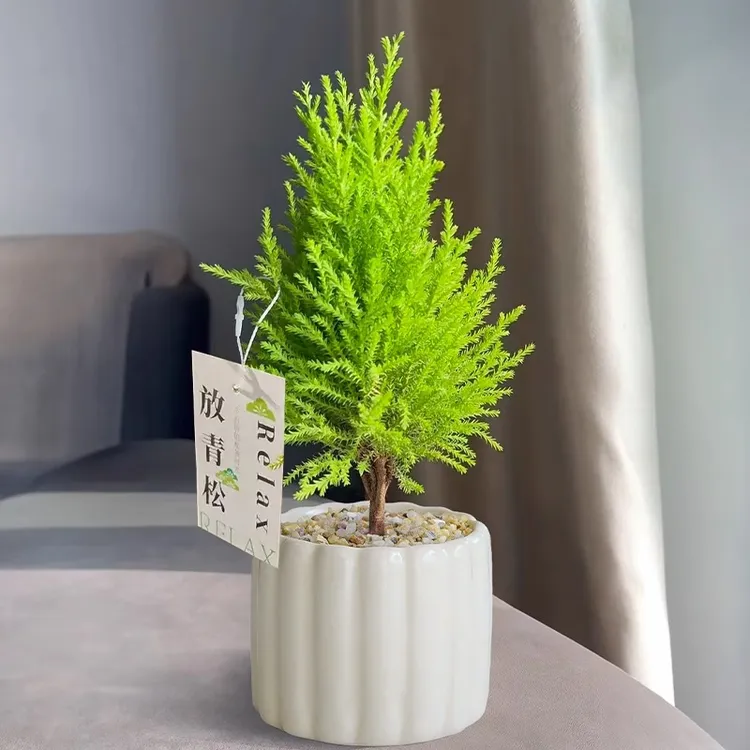 香松放青松绿植盆栽清新淡雅四季常青办公室桌面迷你绿植盆栽室内